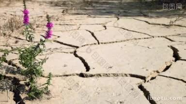 一朵紫色的花从极度干燥开裂的地面上盛开
